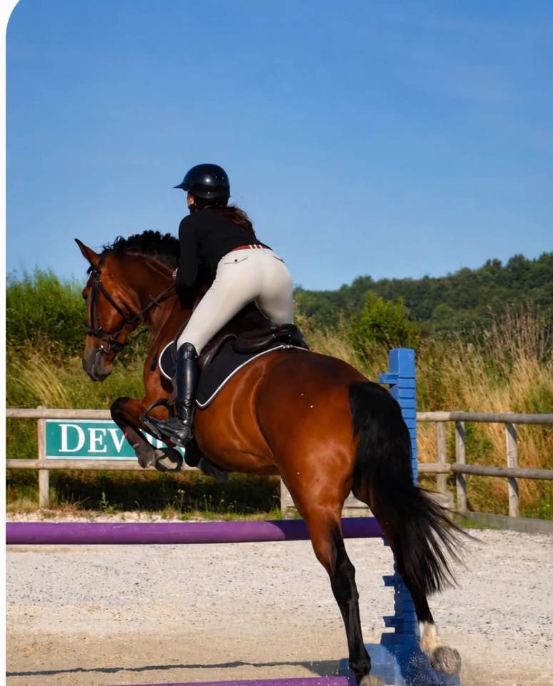 Caballo castrado KWPN Caballo de Deporte Neerland&eacute;s En venta 2014 Bayo