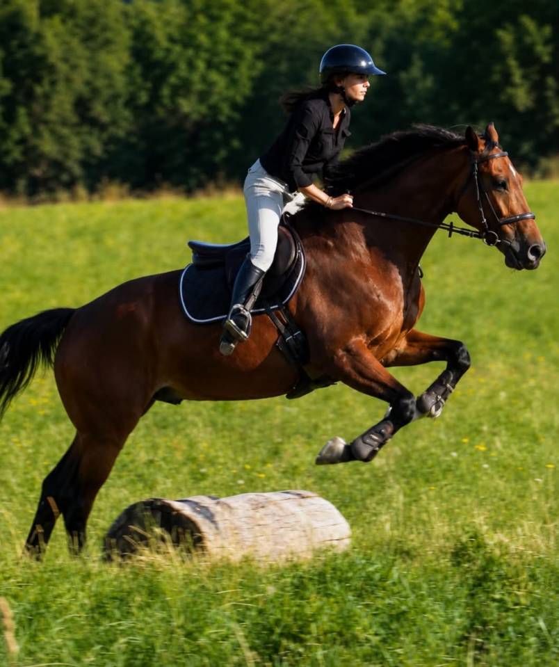 Caballo castrado KWPN Caballo de Deporte Neerland&eacute;s En venta 2014 Bayo
