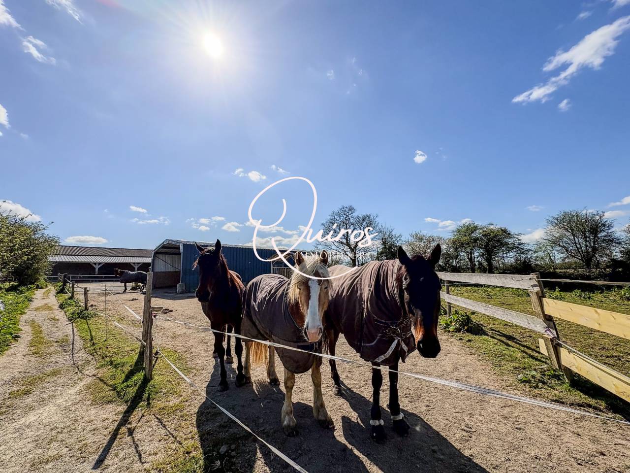 Propiedad ecuestre En venta Mancha
