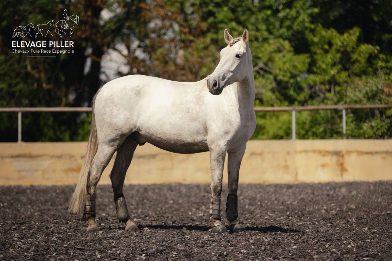 Caballo castrado PRE Pura Raza Espa&ntilde;ola En venta 2020 Tordo