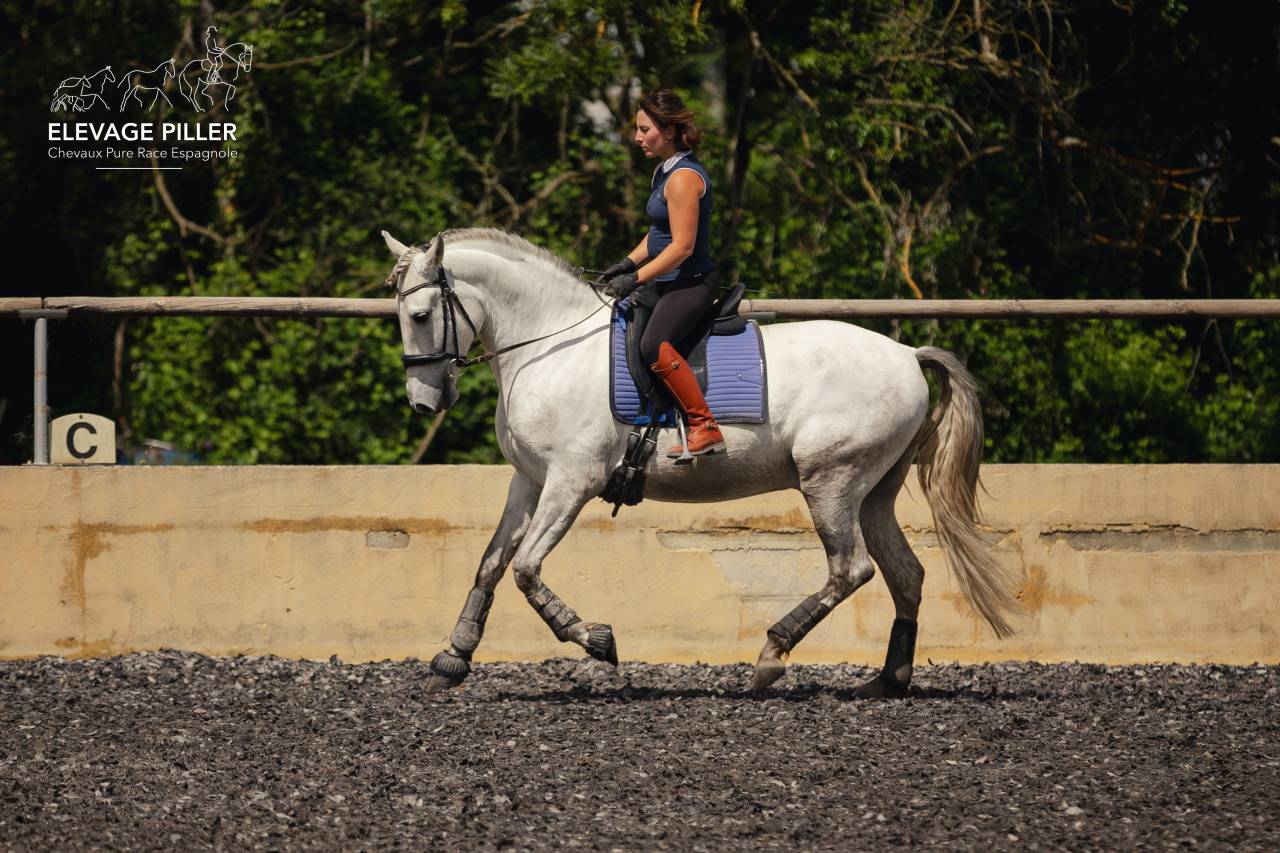 Caballo castrado PRE Pura Raza Espa&ntilde;ola En venta 2020 Tordo