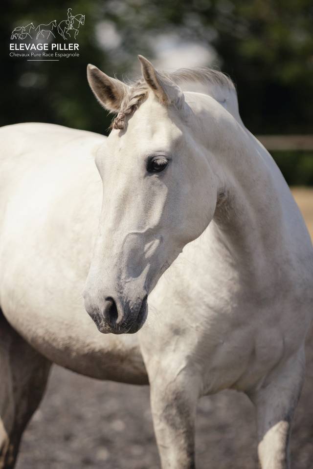 Caballo castrado PRE Pura Raza Espa&ntilde;ola En venta 2020 Tordo