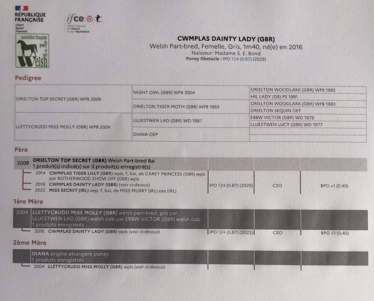 Yegua Welsh Poni (Secci&oacute;n C) En venta 2016 Tordo por Orielton top secret GBR