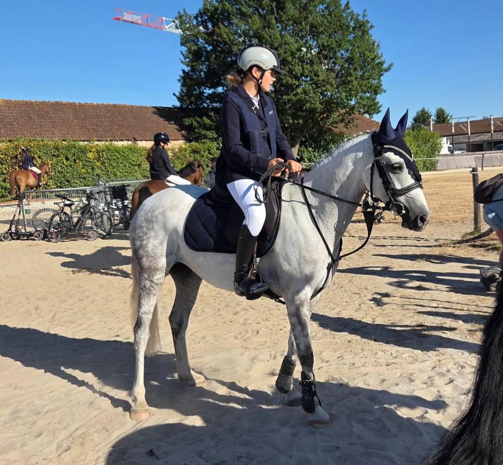Yegua Welsh Poni (Secci&oacute;n C) En venta 2016 Tordo por Orielton top secret GBR