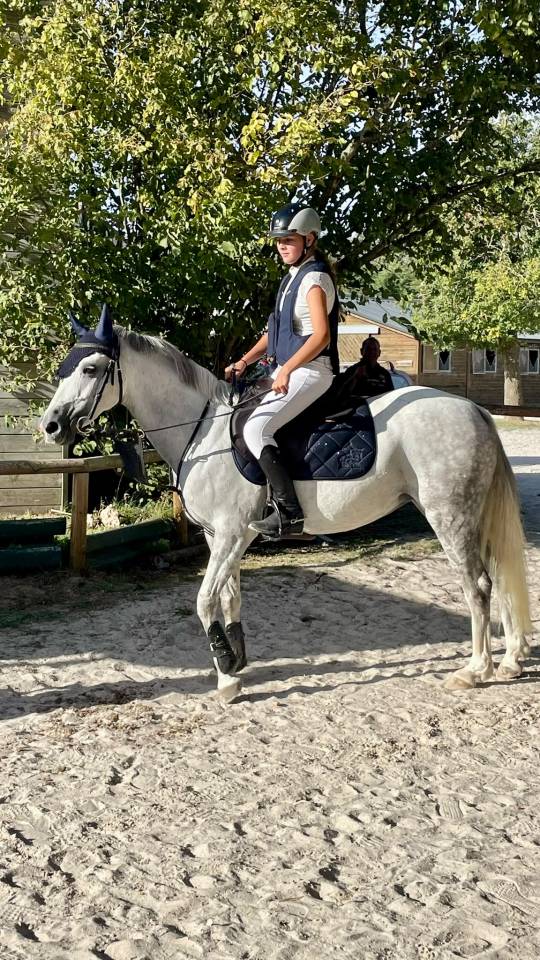 Yegua Welsh Poni (Secci&oacute;n C) En venta 2016 Tordo por Orielton top secret GBR
