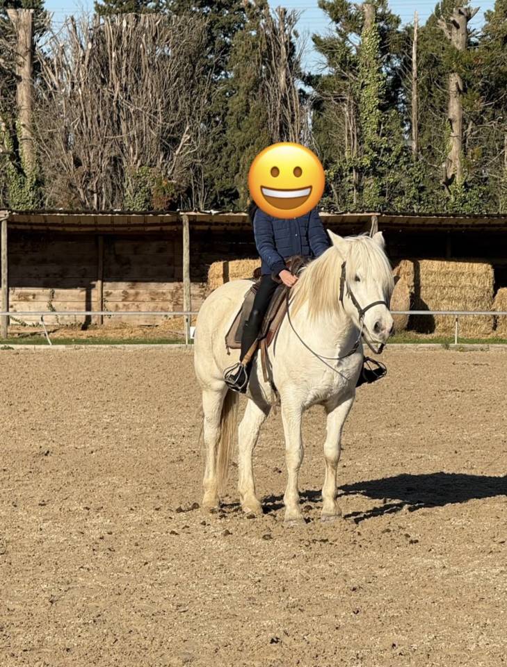 Yegua Camargue En venta 2017 Blanco