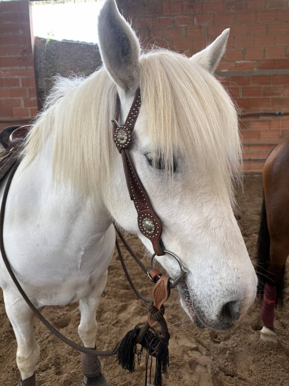 Yegua Camargue En venta 2017 Blanco