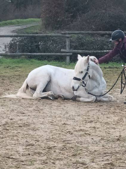 Yegua Camargue En venta 2017 Blanco
