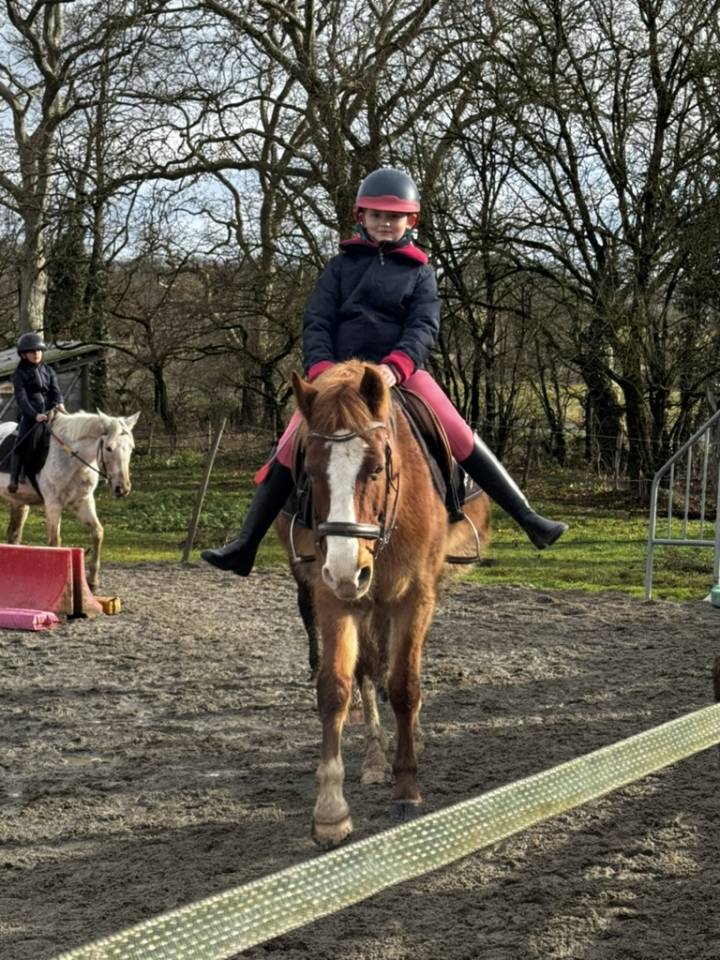 Caballo castrado Welsh Part Bred En venta 2015 Alaz&aacute;n por Mister Van Het Schaverdijke