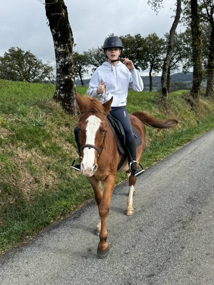Caballo castrado Welsh Part Bred En venta 2015 Alaz&aacute;n por Mister Van Het Schaverdijke