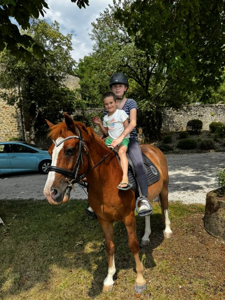 Caballo castrado Welsh Part Bred En venta 2015 Alaz&aacute;n por Mister Van Het Schaverdijke