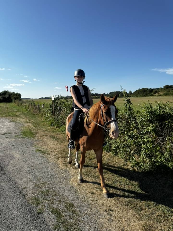 Caballo castrado Welsh Part Bred En venta 2015 Alaz&aacute;n por Mister Van Het Schaverdijke