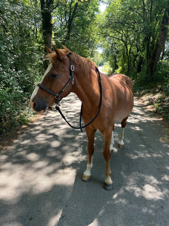 Caballo castrado Welsh Part Bred En venta 2015 Alaz&aacute;n por Mister Van Het Schaverdijke