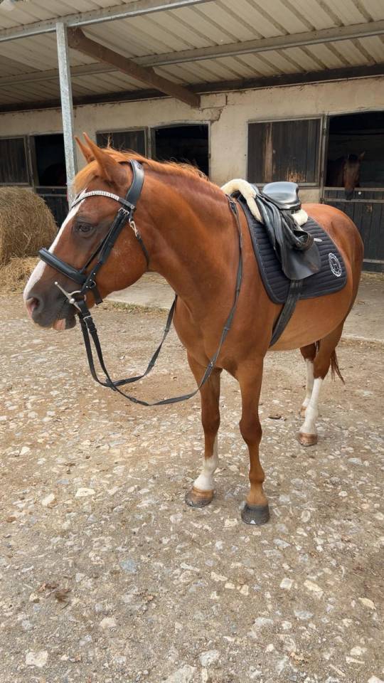 Caballo castrado Welsh Part Bred En venta 2015 Alaz&aacute;n por Mister Van Het Schaverdijke