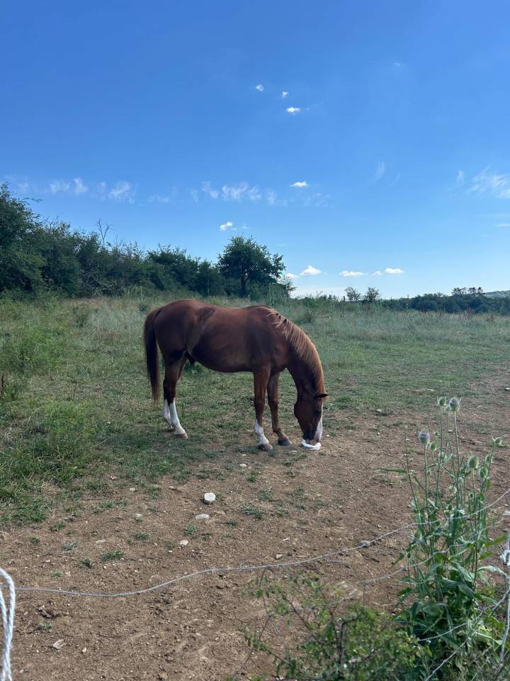 Caballo castrado Welsh Part Bred En venta 2015 Alaz&aacute;n por Mister Van Het Schaverdijke
