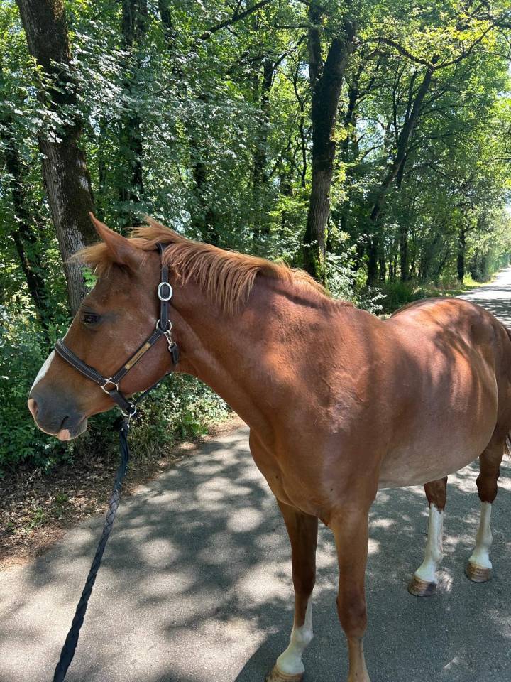 Caballo castrado Welsh Part Bred En venta 2015 Alaz&aacute;n por Mister Van Het Schaverdijke