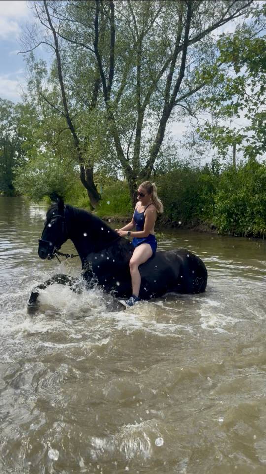 Caballo entero PRE Pura Raza Espa&ntilde;ola En venta 2021 Negro