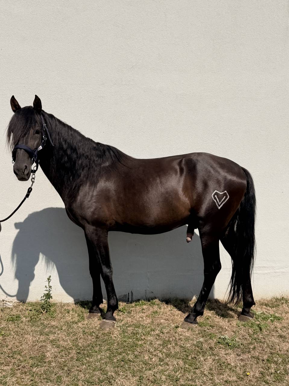 Caballo entero PRE Pura Raza Espa&ntilde;ola En venta 2021 Negro