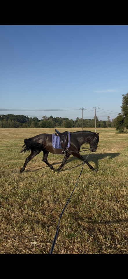 Caballo entero PRE Pura Raza Espa&ntilde;ola En venta 2021 Negro