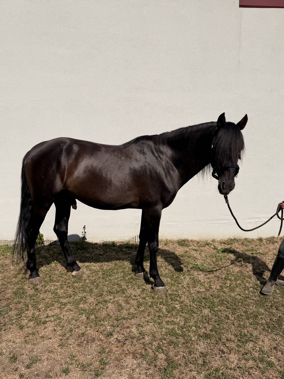 Caballo entero PRE Pura Raza Espa&ntilde;ola En venta 2021 Negro