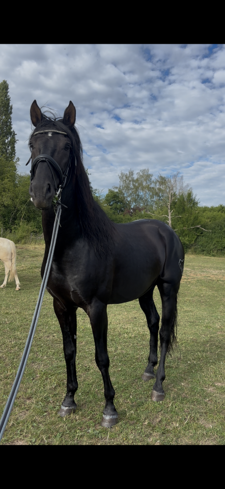 Caballo entero PRE Pura Raza Espa&ntilde;ola En venta 2021 Negro