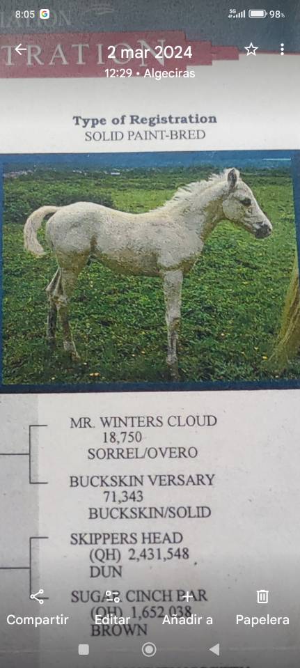 EN VENTA: EXCLUSIVO PAINT HORSE PURA RAZA&ndash;DOMA VAQUERA-