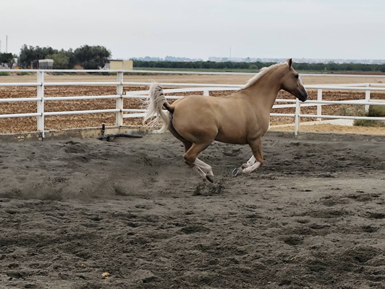 EN VENTA: EXCLUSIVO PAINT HORSE PURA RAZA&ndash;DOMA VAQUERA-