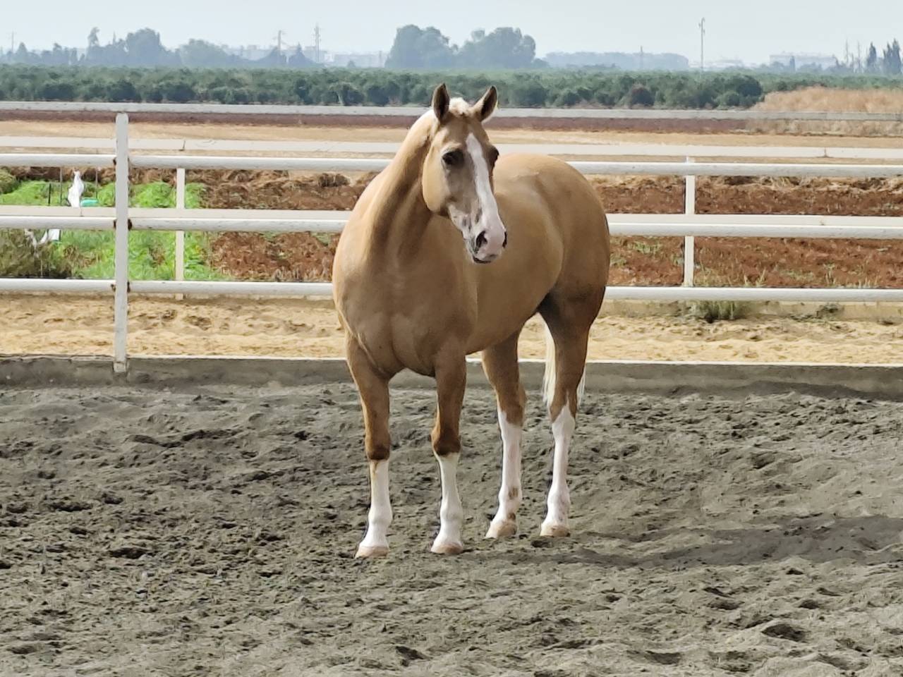 EN VENTA: EXCLUSIVO PAINT HORSE PURA RAZA&ndash;DOMA VAQUERA-