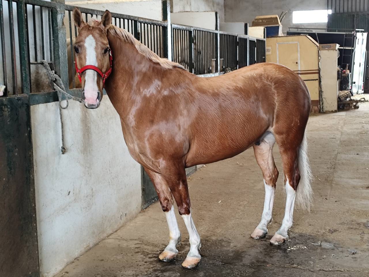 EN VENTA: EXCLUSIVO PAINT HORSE PURA RAZA&ndash;DOMA VAQUERA-
