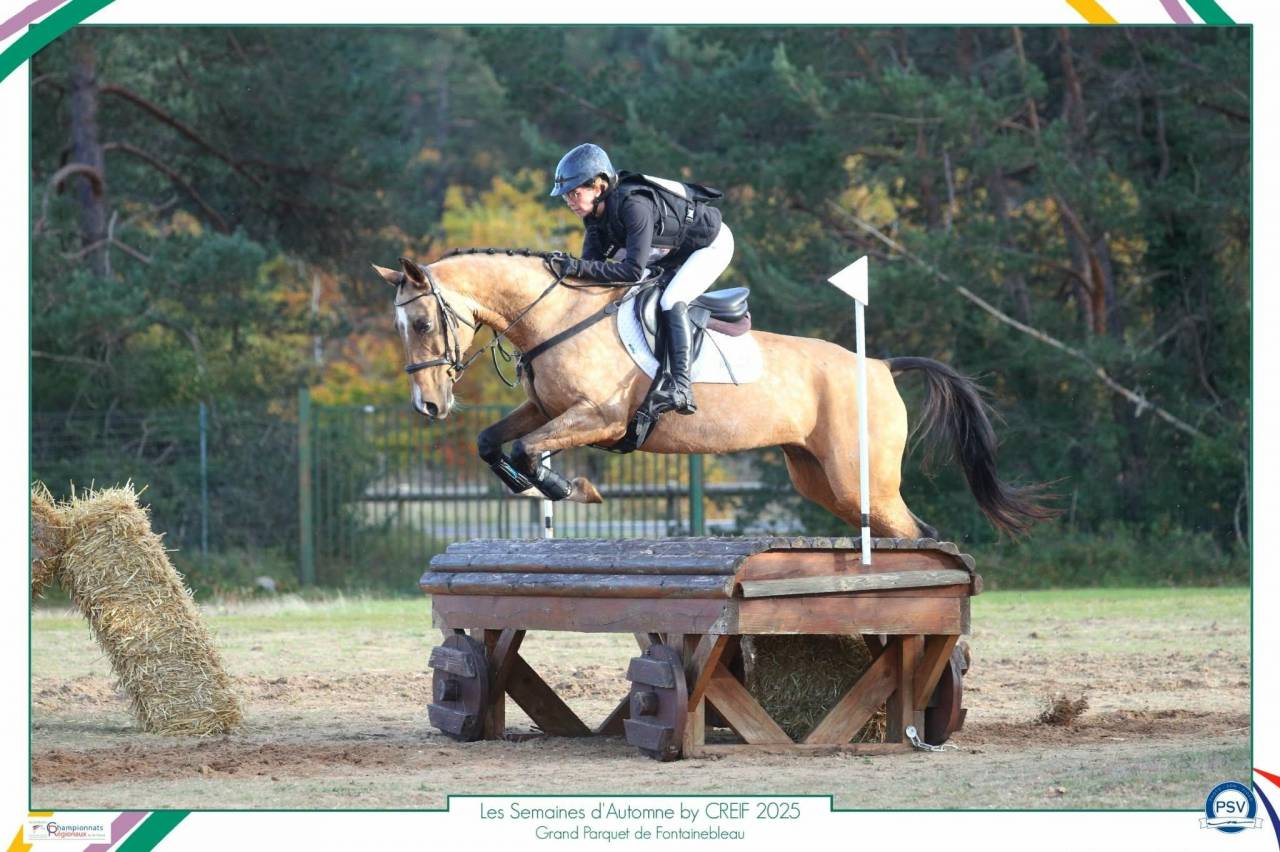Yegua Akhal Teke En venta 2017 Isabelo