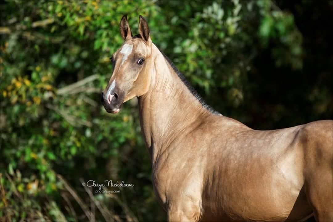 Yegua Akhal Teke En venta 2017 Isabelo