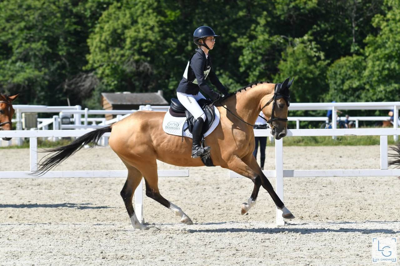 Yegua Akhal Teke En venta 2017 Isabelo