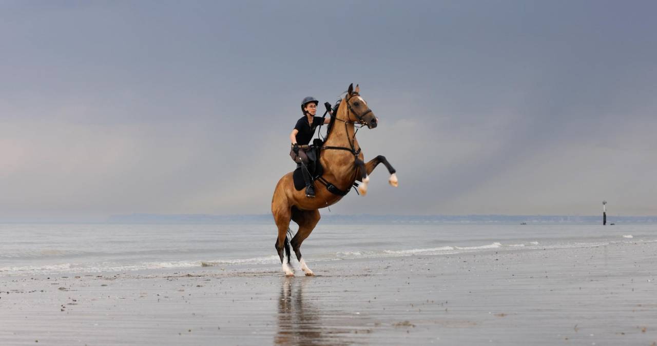 Yegua Akhal Teke En venta 2017 Isabelo