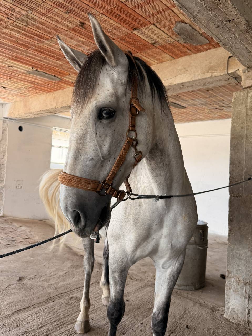 Yegua PRE Pura Raza Espa&ntilde;ola En venta 2019 Tordo