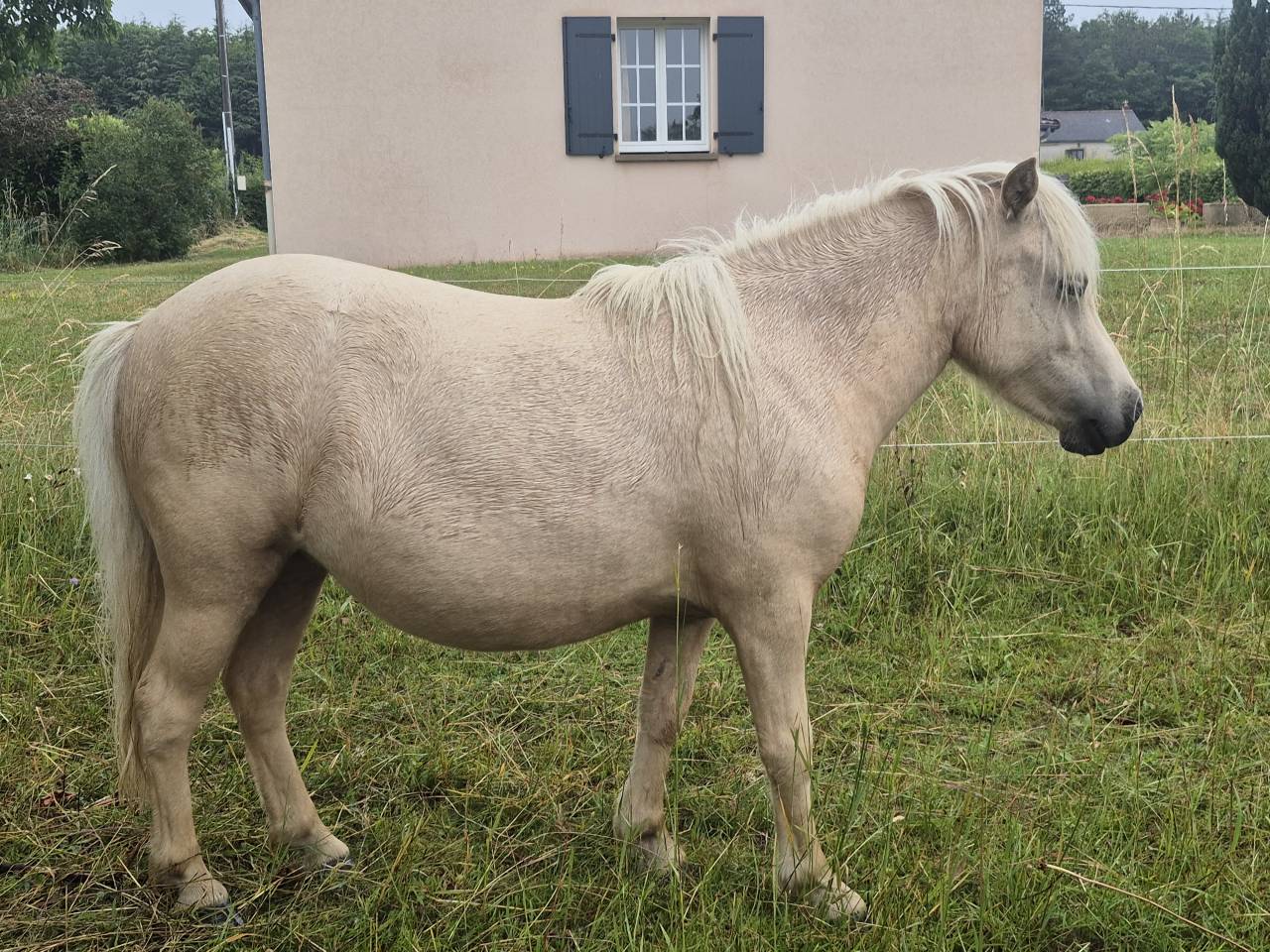Potranca Shetland En venta 2024 Palomino