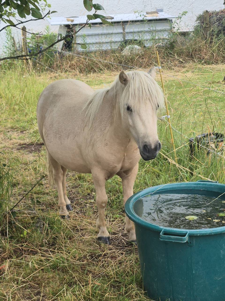 Potranca Shetland En venta 2024 Palomino