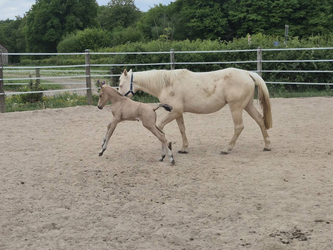 Caballo castrado Connemara En venta 2026 Isabelo