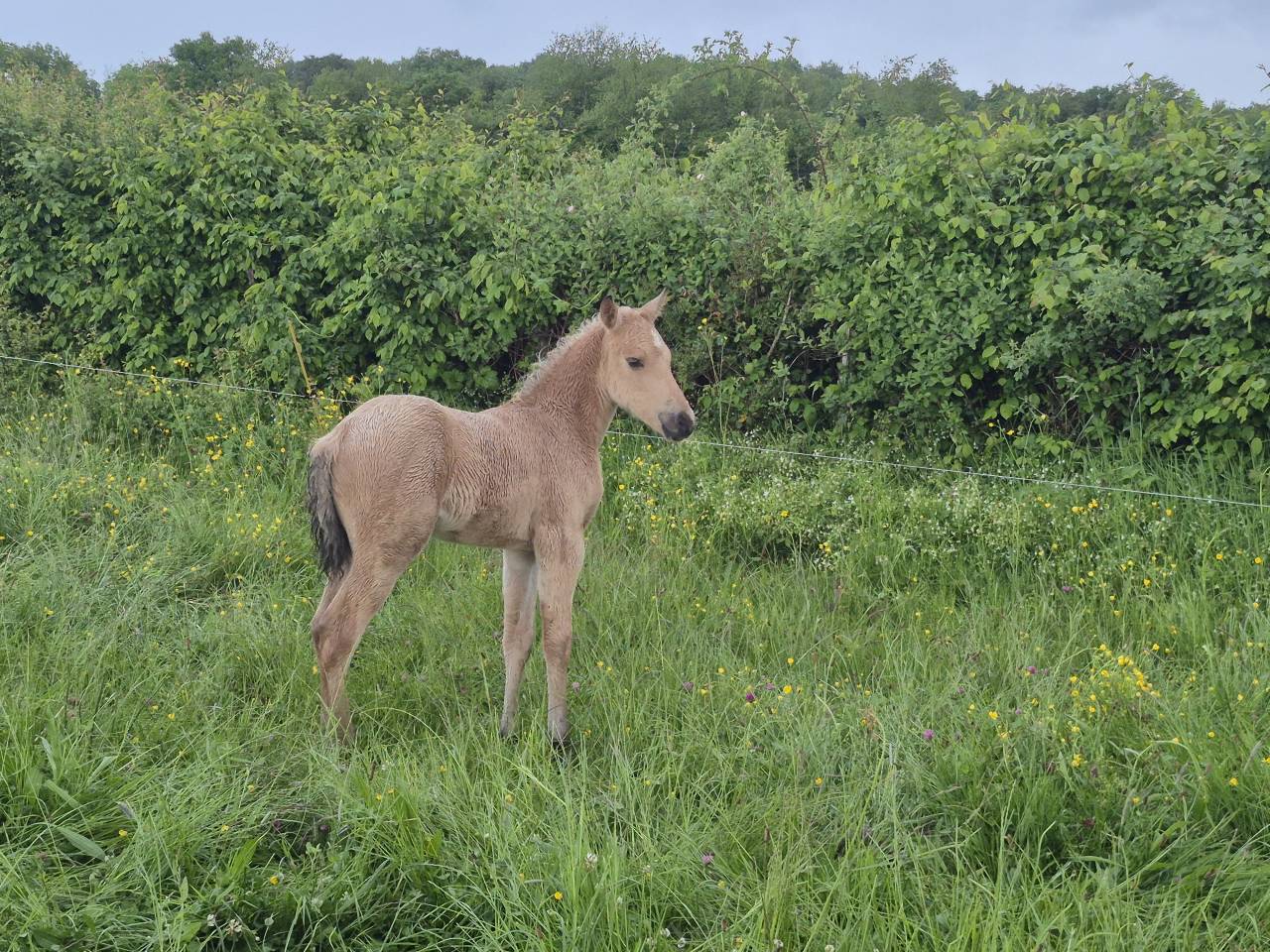 Caballo castrado Connemara En venta 2026 Isabelo