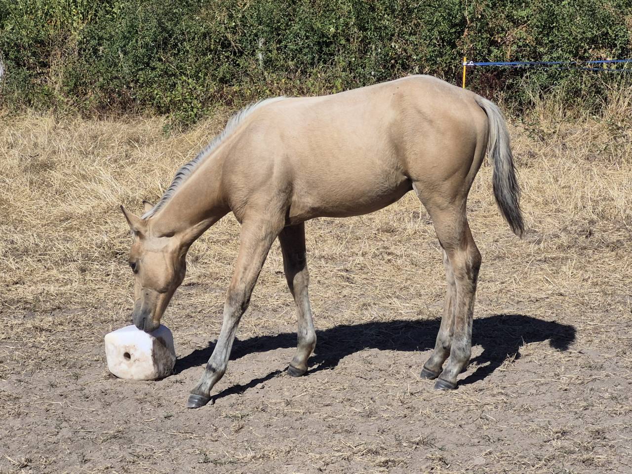Caballo castrado Connemara En venta 2026 Isabelo
