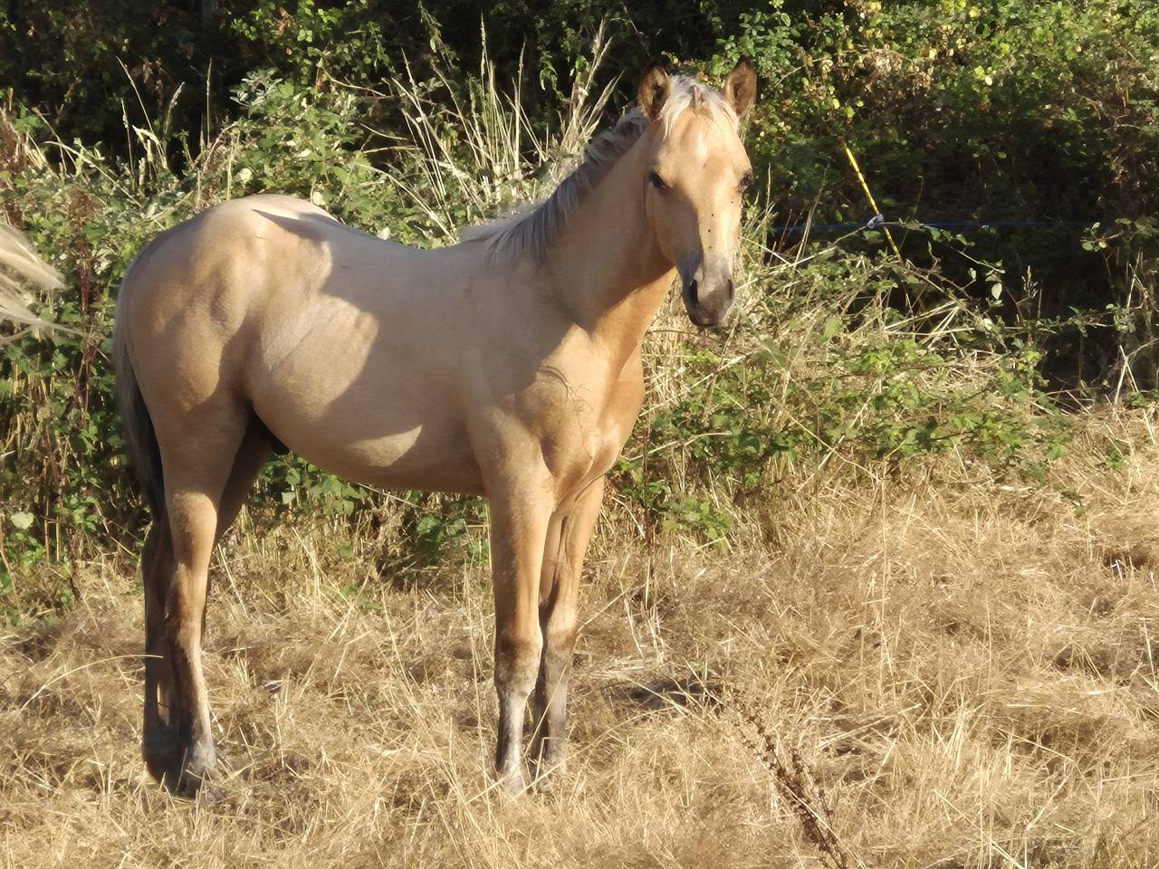 Caballo castrado Connemara En venta 2026 Isabelo