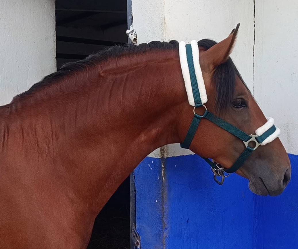 Lusitano 2,5 a&ntilde;os P.SL