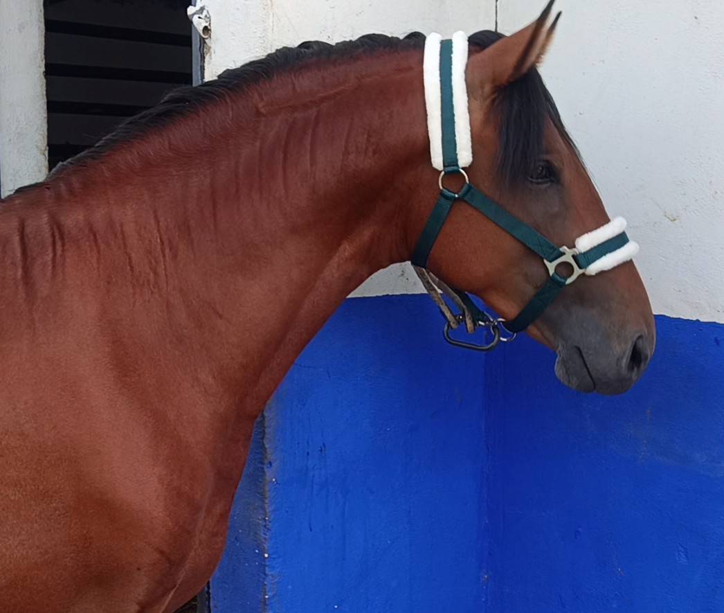 Lusitano 2,5 a&ntilde;os P.SL