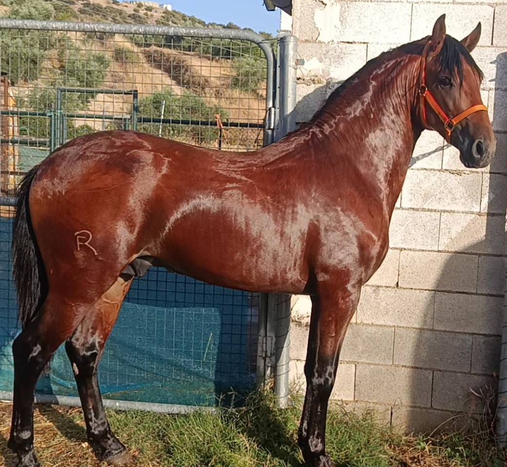 Lusitano 2,5 a&ntilde;os P.SL