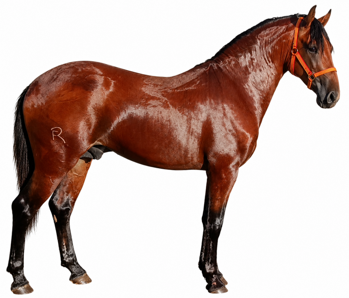 Lusitano 2,5 a&ntilde;os P.SL