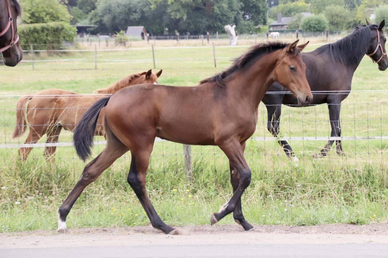Yegua KWPN Caballo de Deporte Neerland&eacute;s En venta 2026 Bayo moreno por Dutch Dream