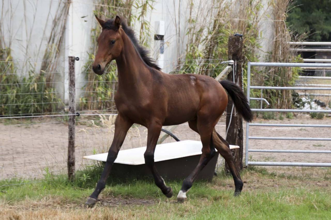 Yegua KWPN Caballo de Deporte Neerland&eacute;s En venta 2026 Bayo moreno por Dutch Dream