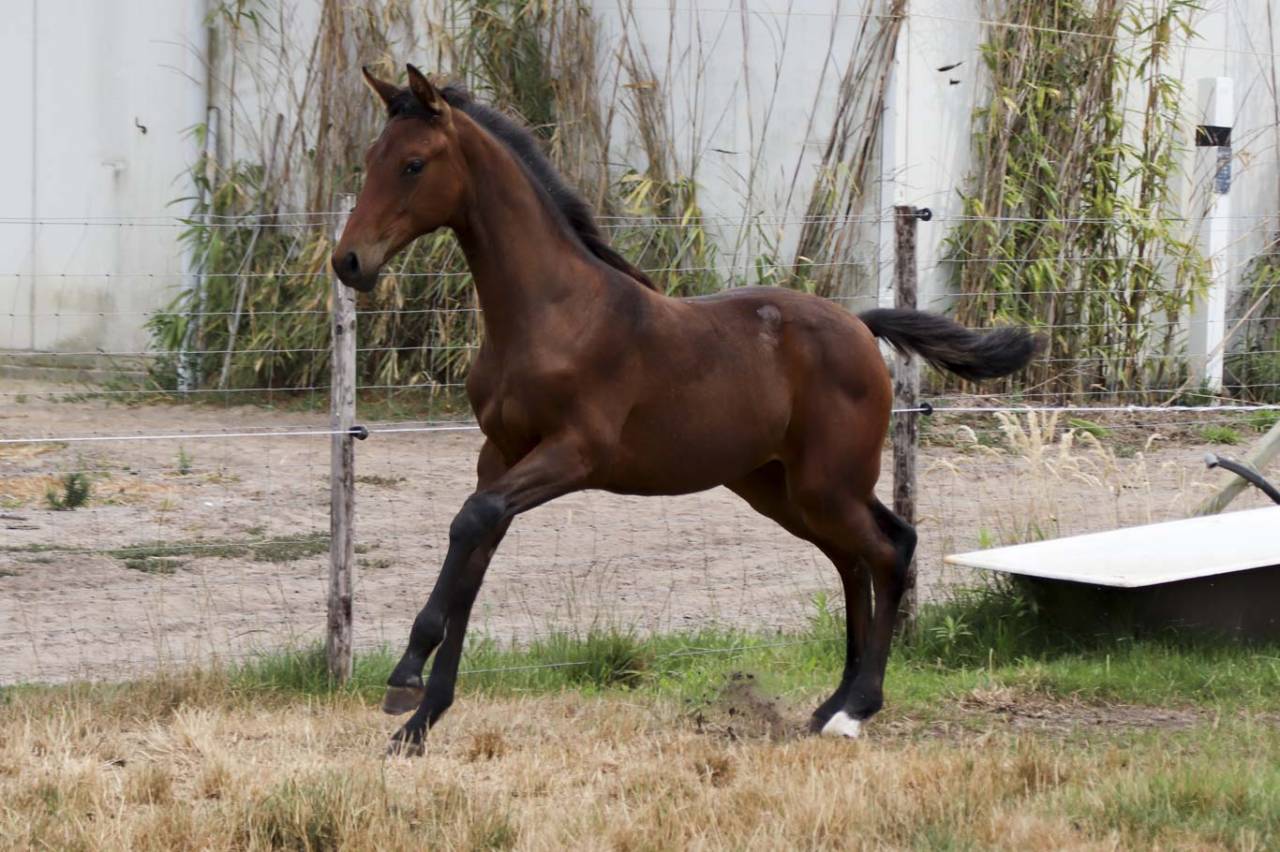 Yegua KWPN Caballo de Deporte Neerland&eacute;s En venta 2026 Bayo moreno por Dutch Dream
