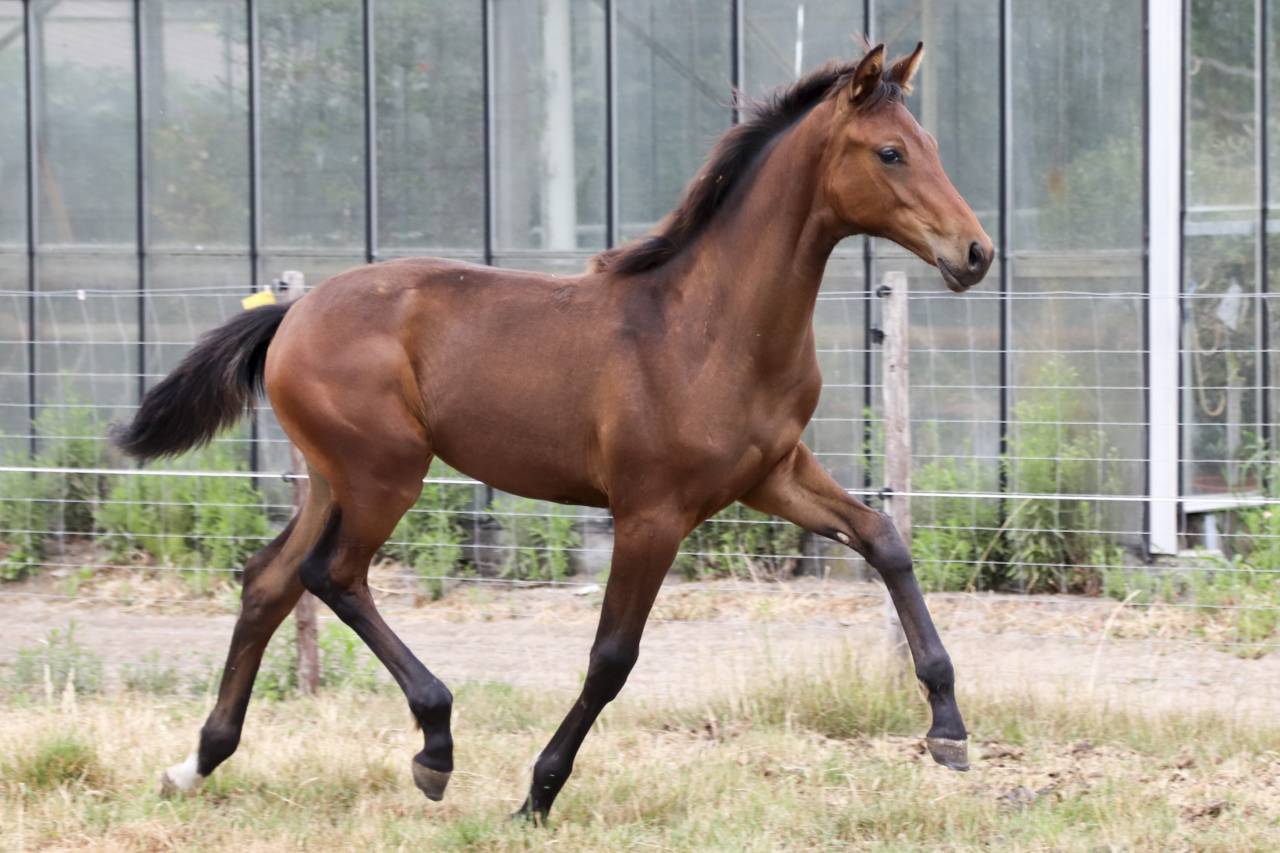 Yegua KWPN Caballo de Deporte Neerland&eacute;s En venta 2026 Bayo moreno por Dutch Dream