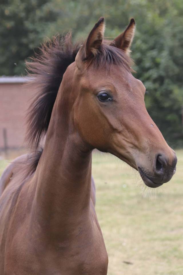 Yegua KWPN Caballo de Deporte Neerland&eacute;s En venta 2026 Bayo moreno por Dutch Dream