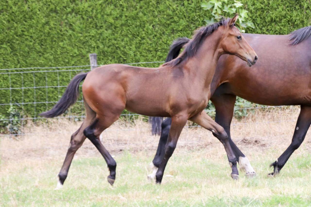 Yegua KWPN Caballo de Deporte Neerland&eacute;s En venta 2026 Bayo moreno por Dutch Dream
